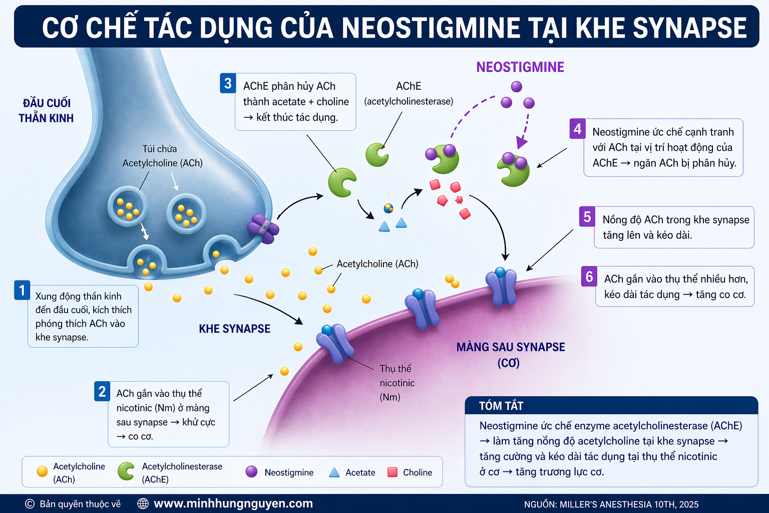 CƠ CHẾ NEOSTIGMINE TRONG GMHS
