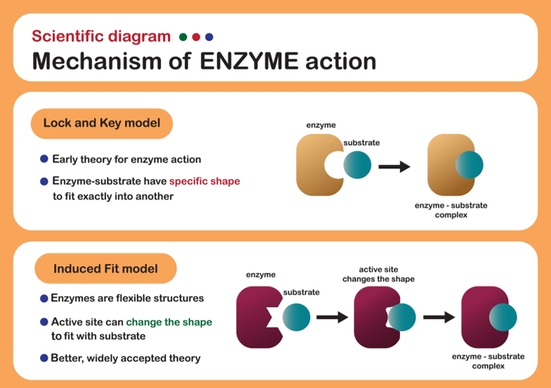 CƠ CHẾ BAO VÂY PHÂN TỬ THUỐC GIÃN CƠ CỦA SUGMMADEX