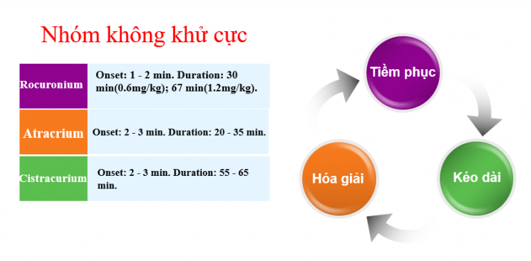 Thuốc giãn cơ không khử cực