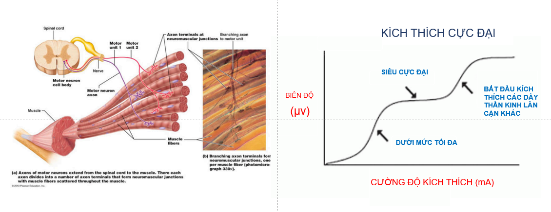 KÍCH THÍCH THẦN KINH NGOẠI BIÊN