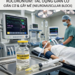 THUỐC DÃN CƠ TRONG GMHS